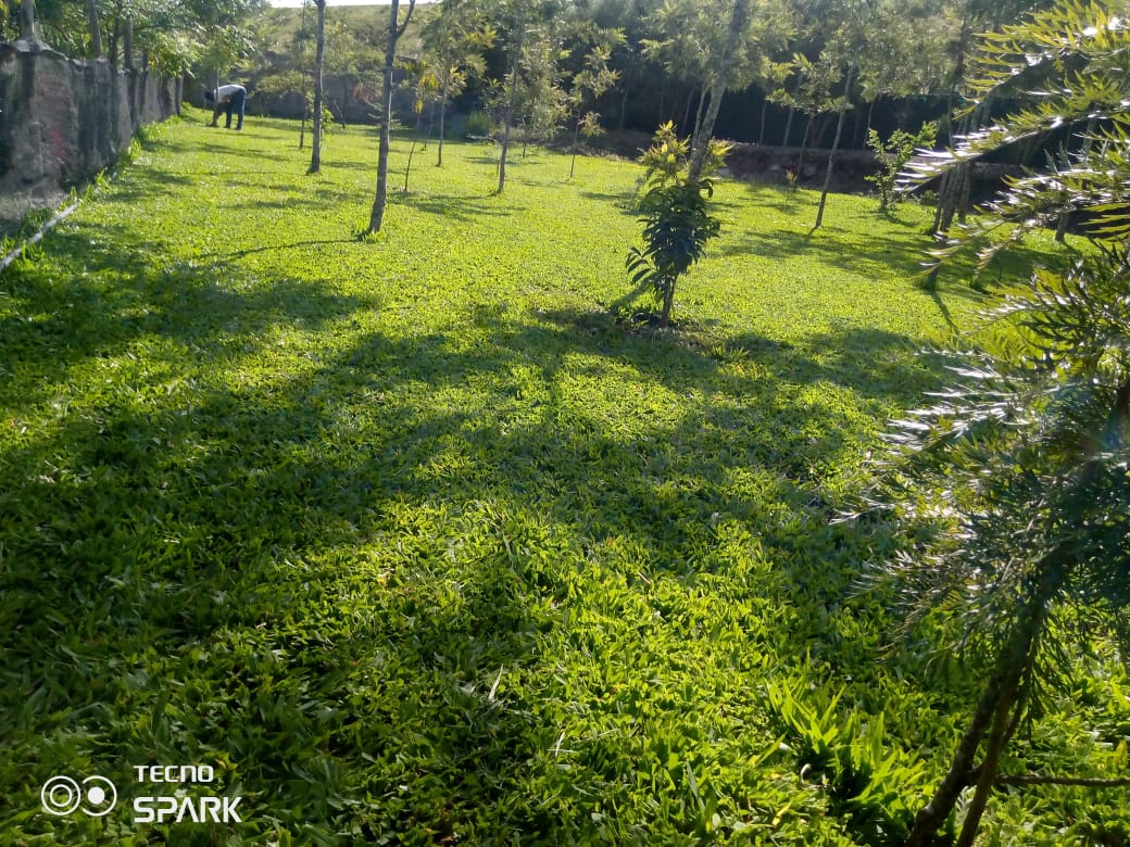 Shaded green lawn under trees, ideal for chama gatherings