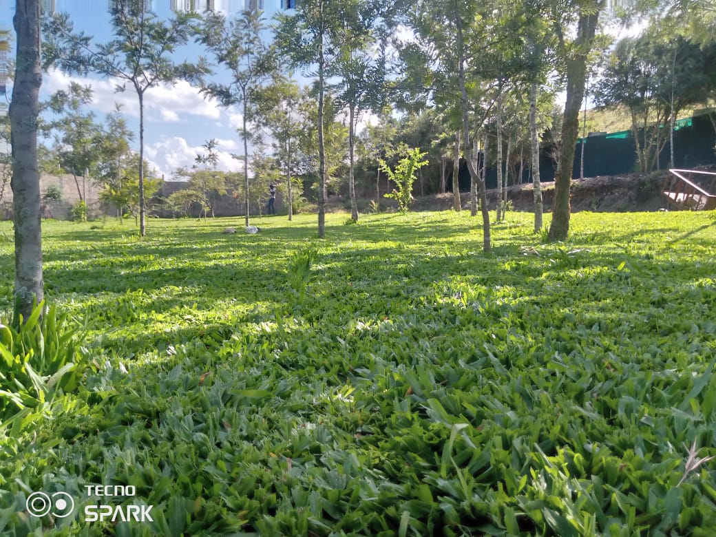 Open green lawn with shade trees, space for team building activities
